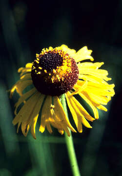 Image of Short-Leaf Sneezeweed