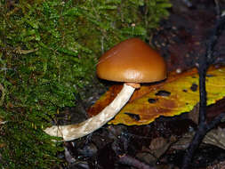 Image of Galerina