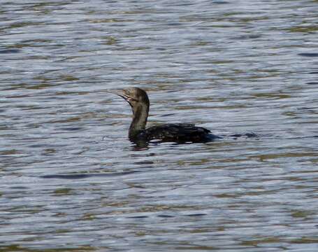 Plancia ëd Phalacrocorax sulcirostris (Brandt & JF 1837)