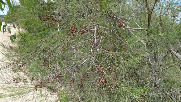 Image of Allocasuarina rigida (Miq.) L. A. S. Johnson