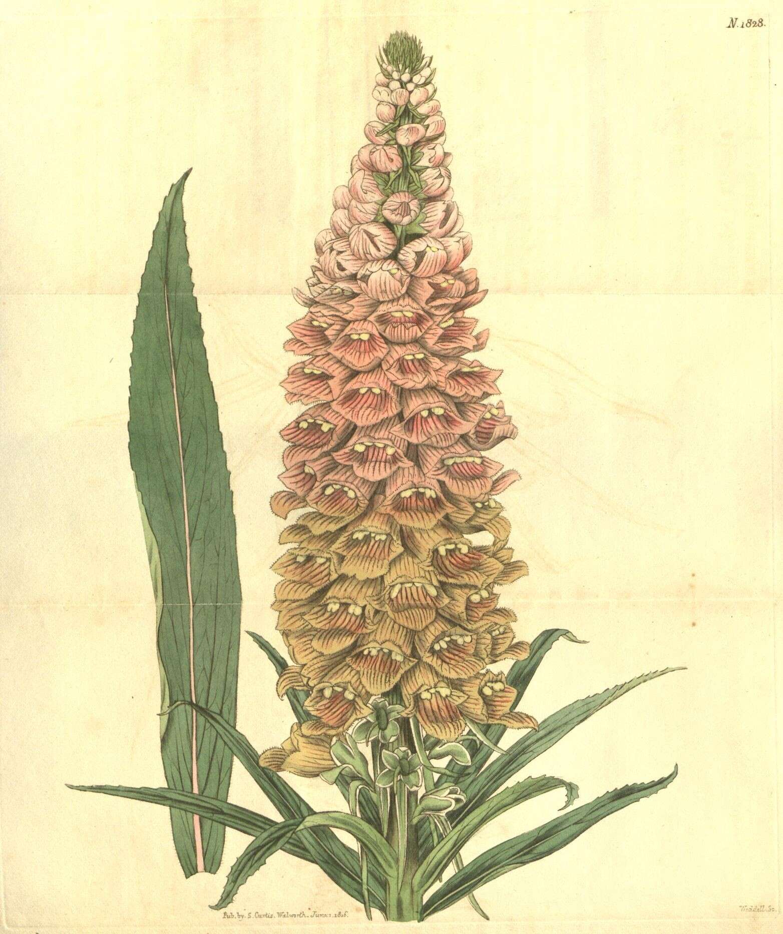 Image of Foxgloves