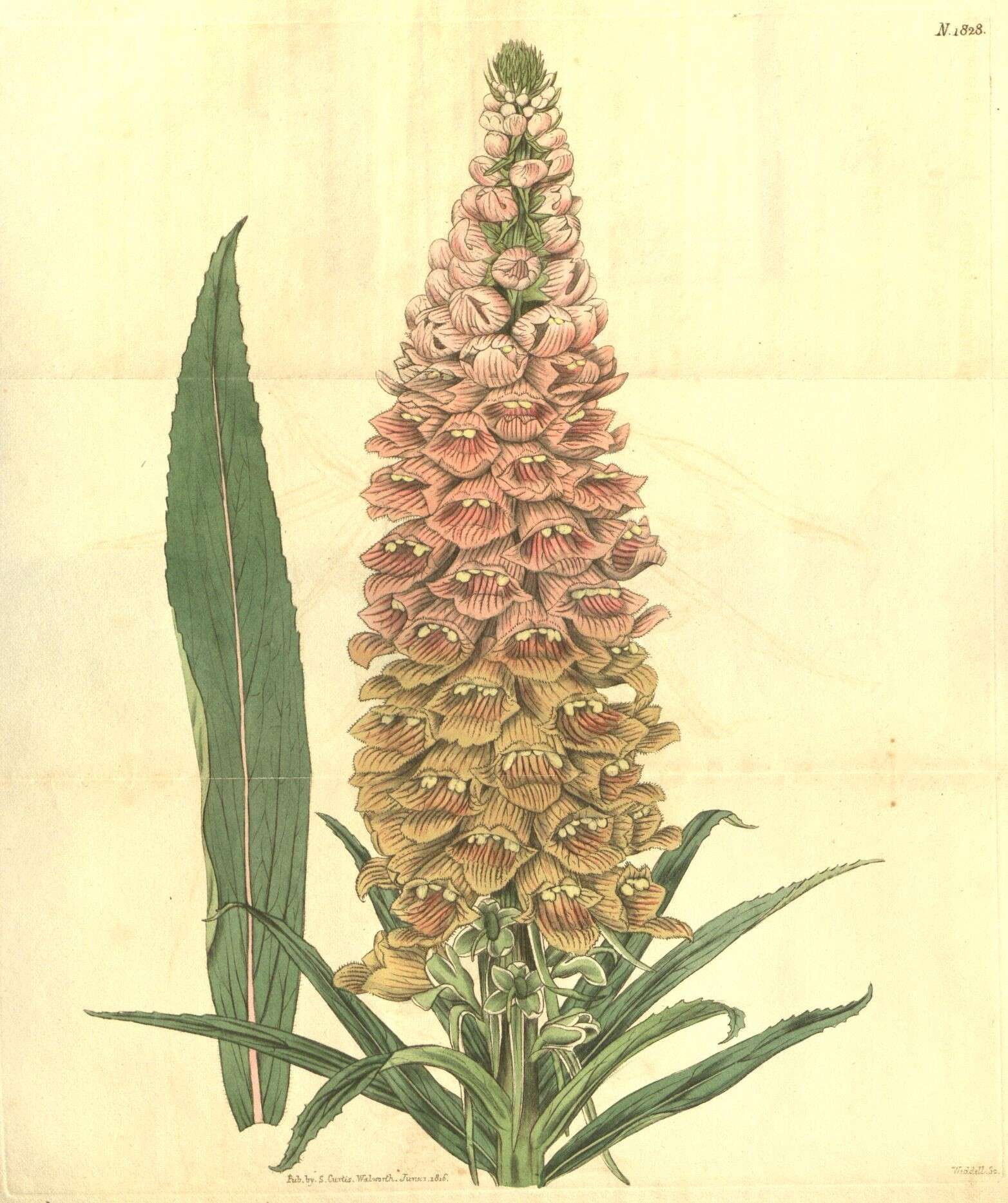 Imagem de Digitalis ferruginea L.