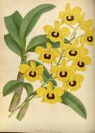 Imagem de Dendrobium chrysotoxum Lindl.