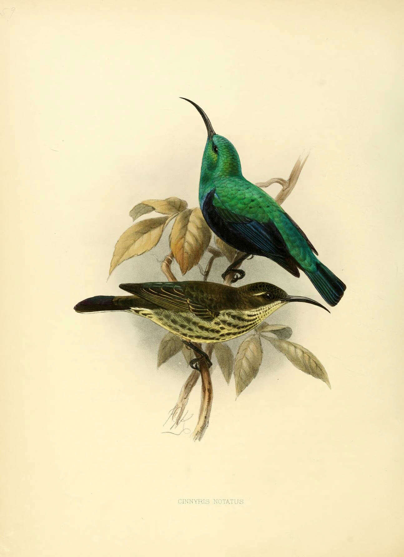 Image of Malagasy Green Sunbird