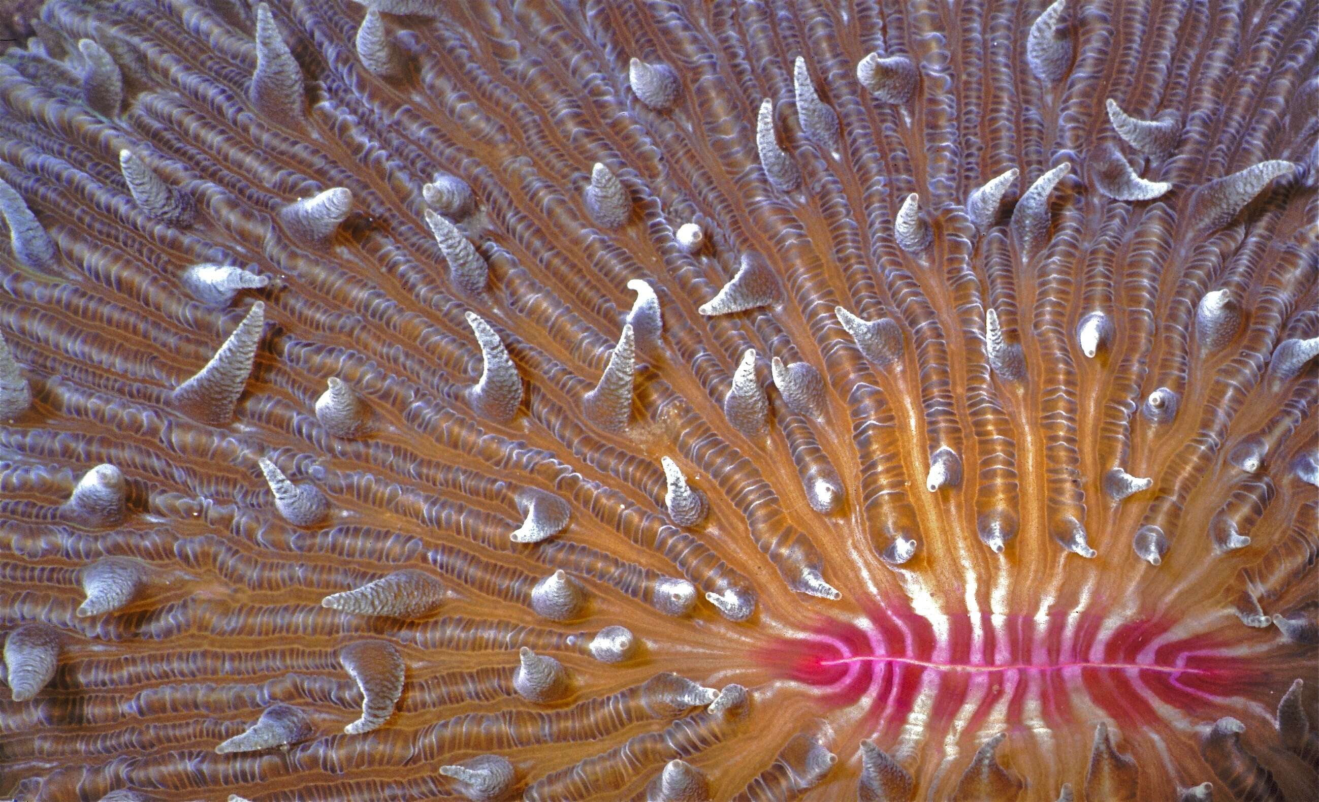 Image of Slipper coral