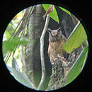 Image of Tawny-bellied Screech Owl