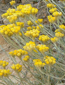 Image of Helichrysum stoechas subsp. stoechas