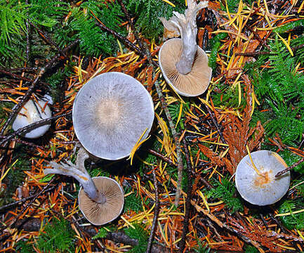 Image of Inocybe