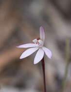 Image of Dusky fingers orchid