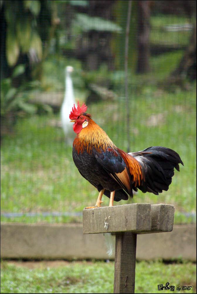 Image of Red Junglefowl