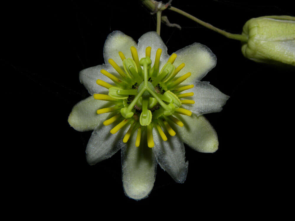 Image of Passiflora talamancensis Killip