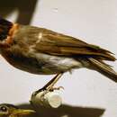 Image of Red-faced Warbler