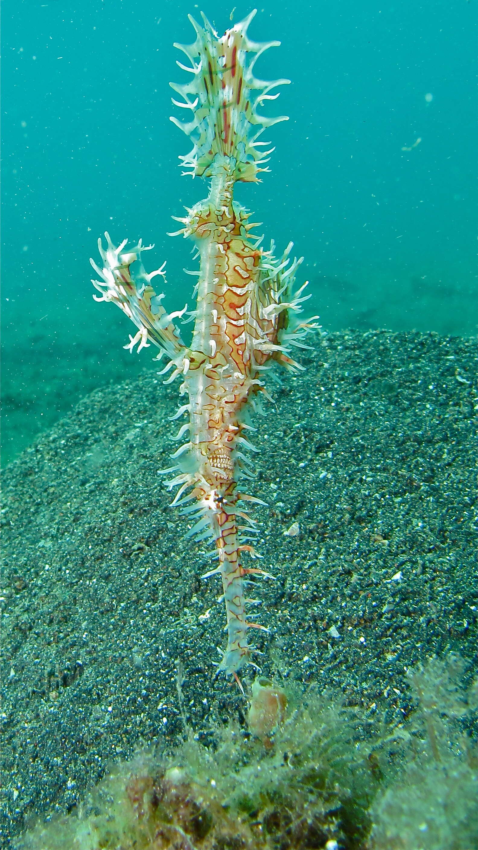 Image of ghost pipefishes