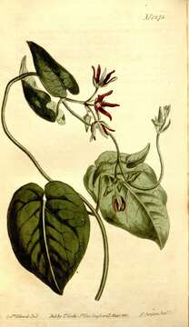 Image of maroon Carolina milkvine