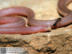 Image of Phillips' Blind Snake