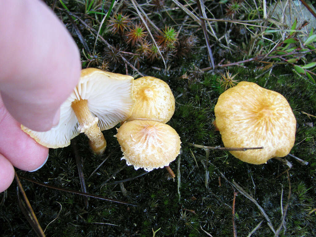 Image of Cystoderma muscicola (Cleland) Grgur. 1997