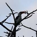 Image of Tanzanian Red-billed Hornbill