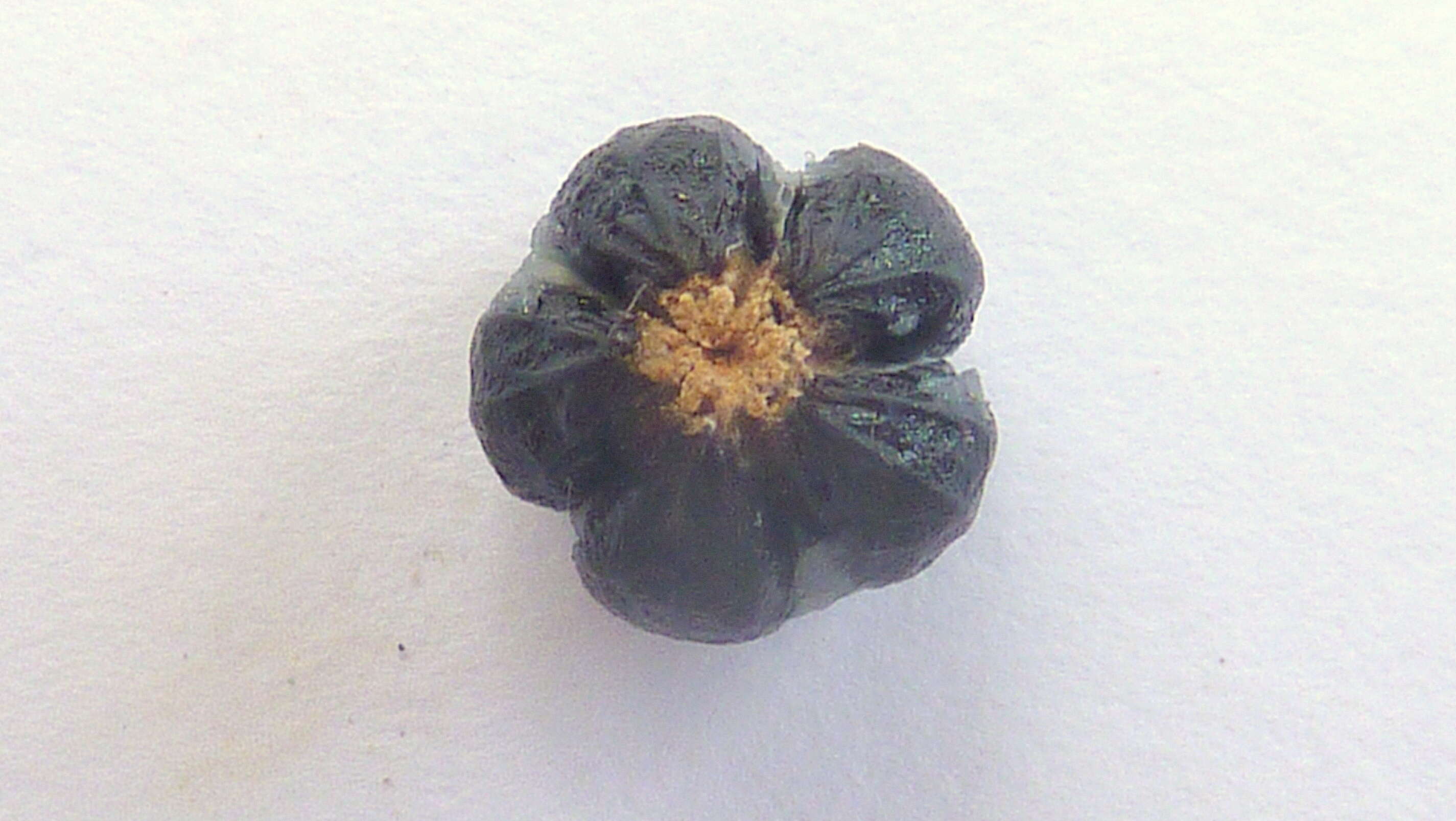 Image of Pavonia malacophylla (Link & Otto) Hemsl.
