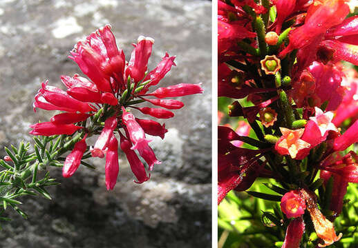 Image of Colletia ulicina Gill. & Hook.