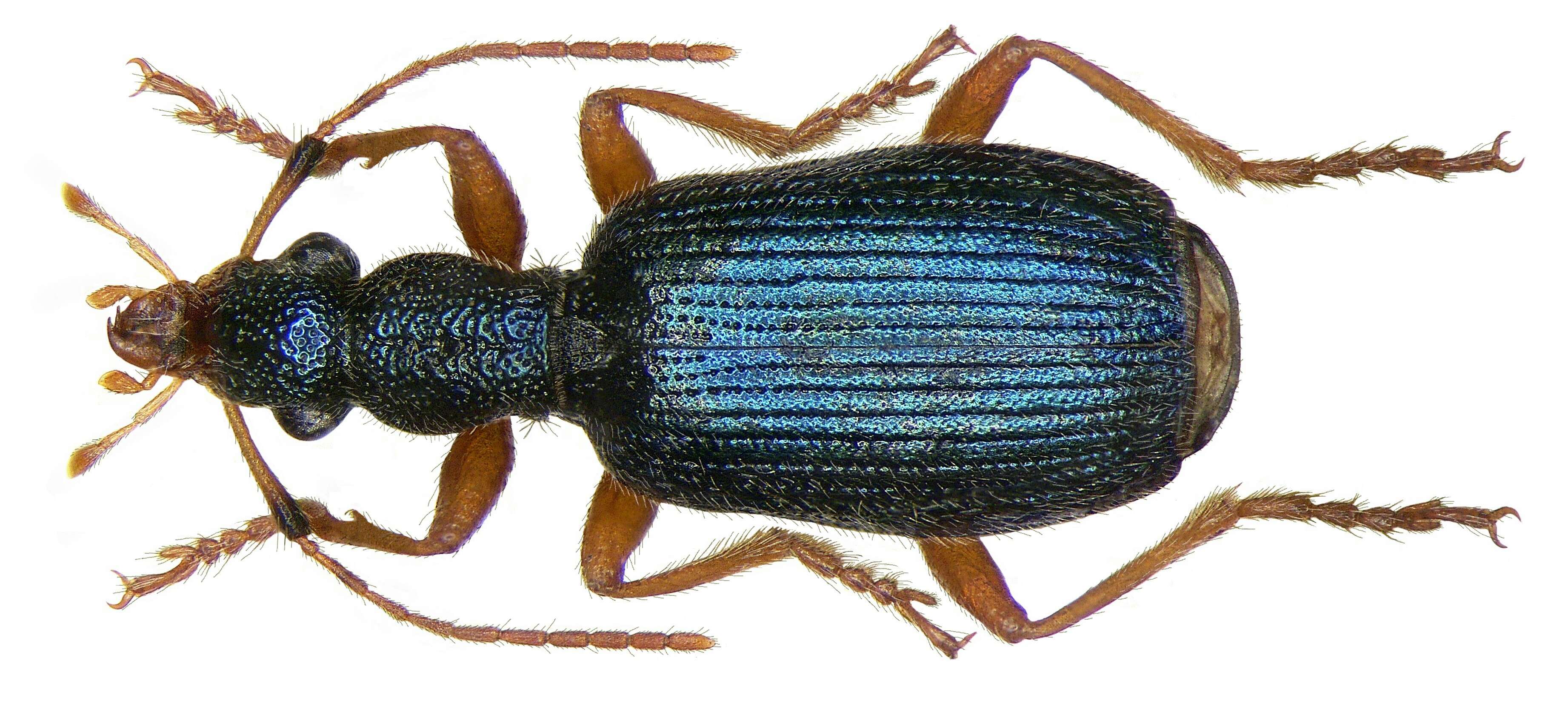 Image of ground beetles