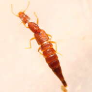 Image of Rove beetle