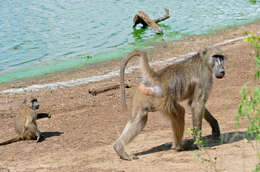 Image de Babouin chacma