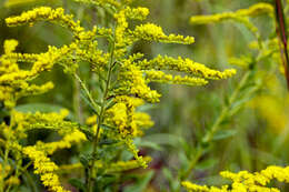 Image of goldenrod