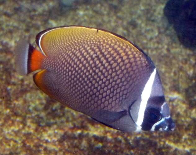 Image of Brown Butterflyfish