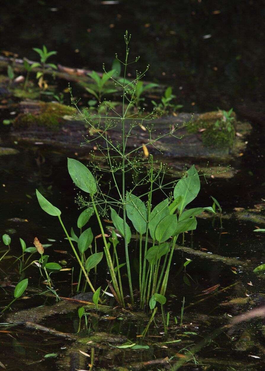 Image of water plantain