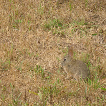 Image of Cottontail rabbit