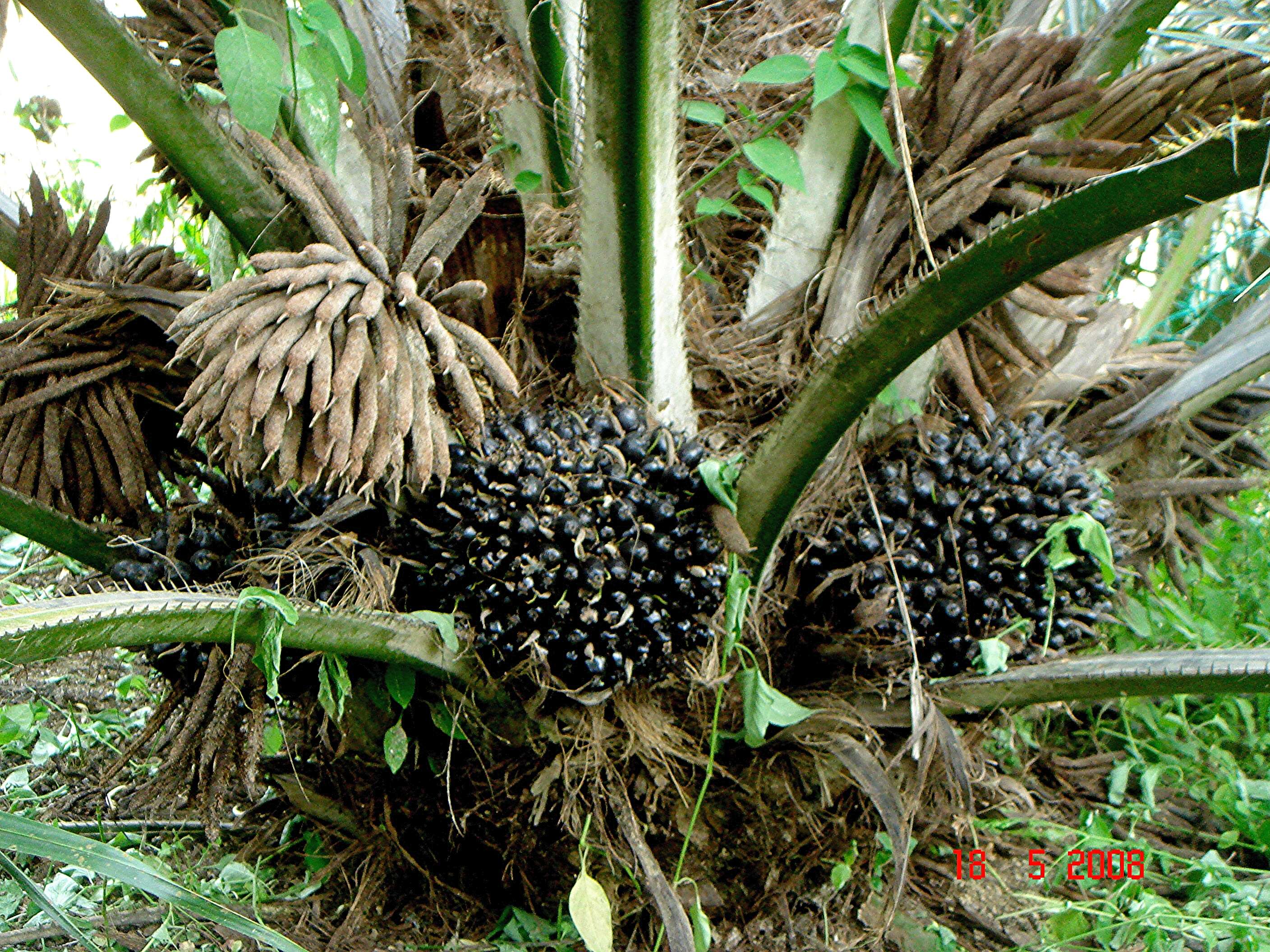 Image of oil palm