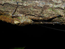 Image of helmet lizards