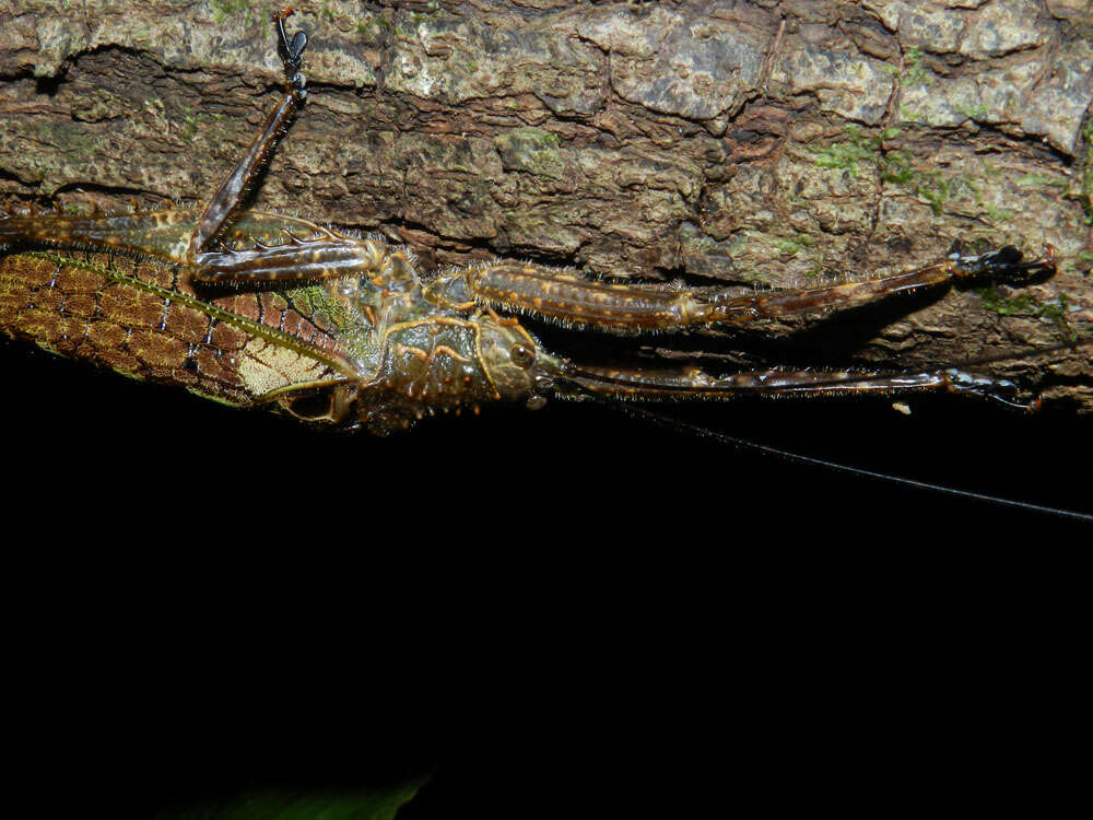 Image of helmet lizards