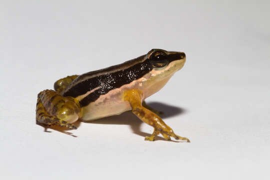 Image of Rocket Frogs