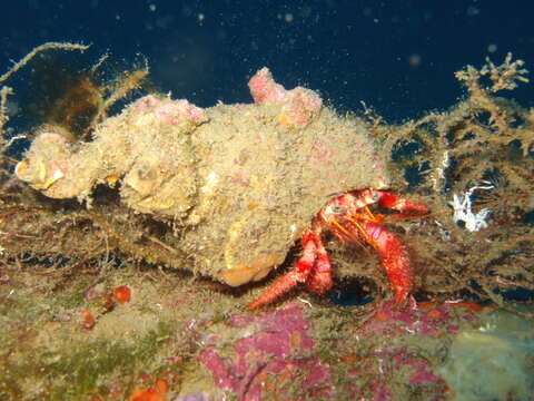 Image of Sand hermit crab