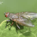 Image of Anthomyiid fly