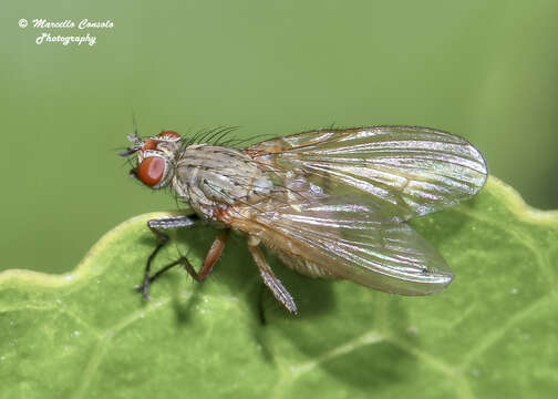 Image of Anthomyiid fly