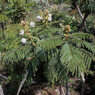 Слика од Mimosa claussenii Benth.