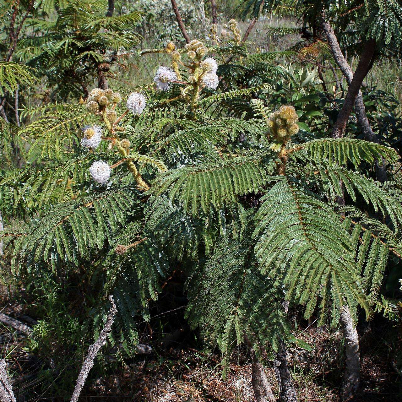 Image of Mimosa claussenii Benth.