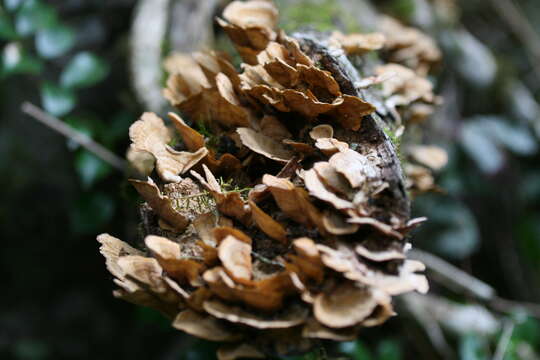 Image of False Turkey-Tail