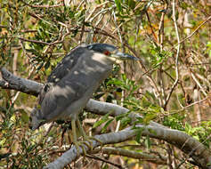 Image of Night Herons