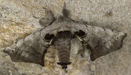 Image of apatelodod moths