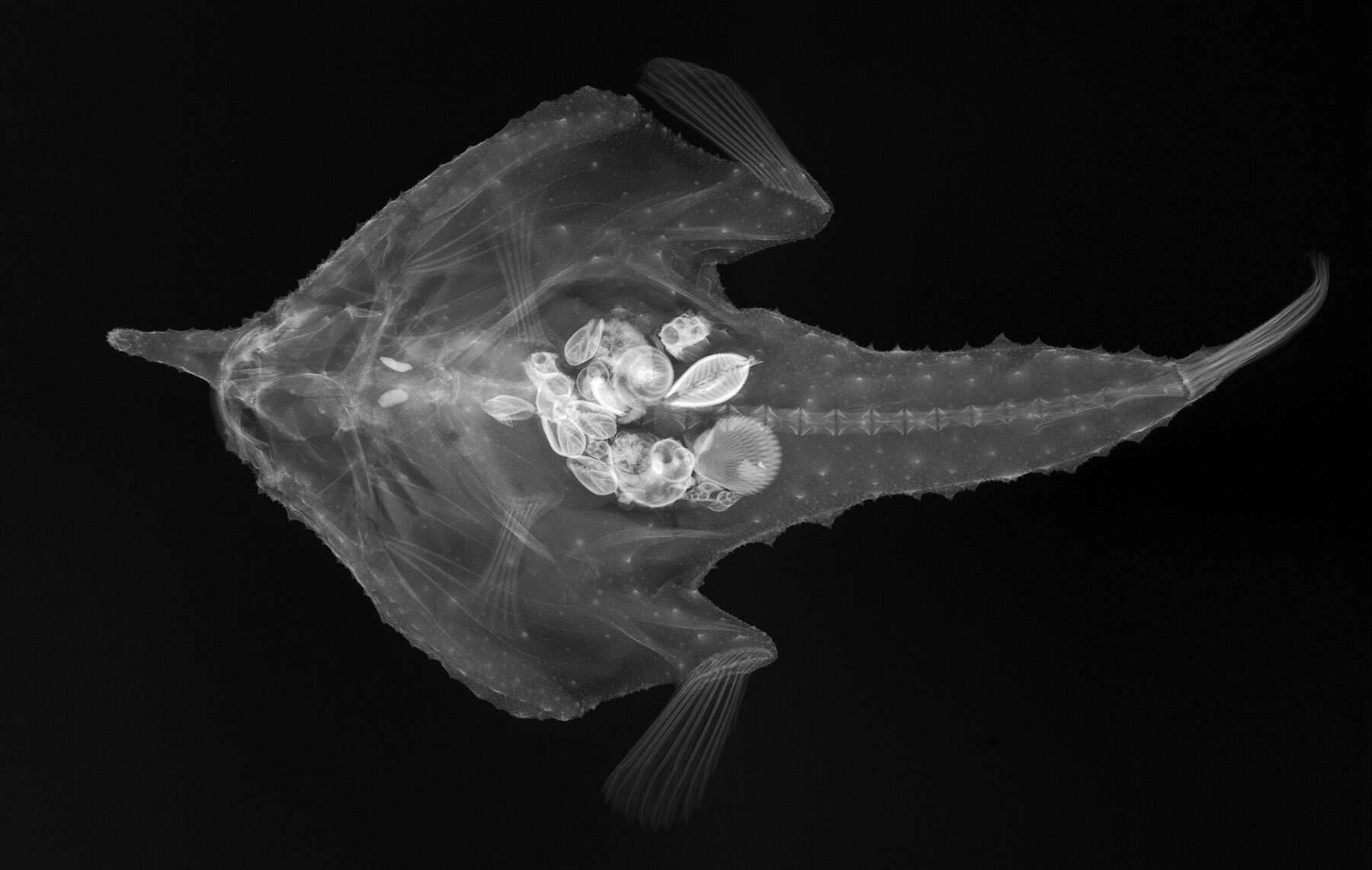 Image of Ogcocephalus