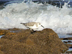 Image of Calidris Merrem 1804