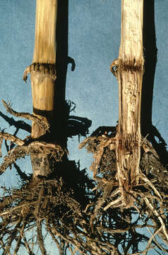 Image of Gibberella stalk rot