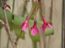 Prunus campanulata Maxim. resmi