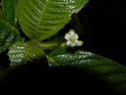 Image of Psychotria acicularis C. M. Taylor