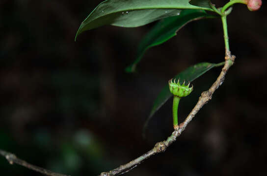 Image de Illicium parvifolium Merr.