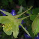 Image of Aquilegia