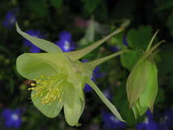 Image of Magnoliophyta